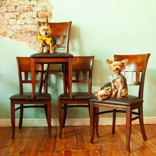 Dining chairs